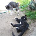 Kocie walki #kot #koty #zwierzęta