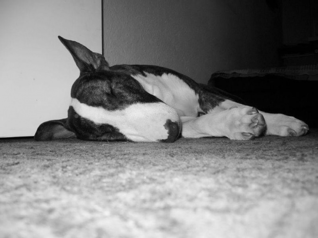 Zmęczony pies :P #bulterier