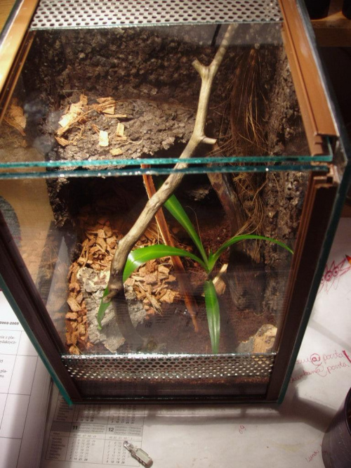 Terrarium dla Psalmopoeus Cambridgei