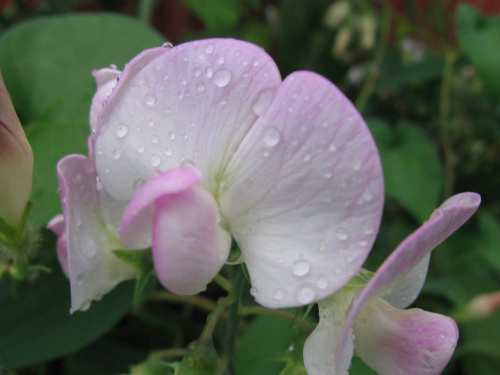 Tuż po deszczu #kwiat #kwiaty #rośliny #przyroda