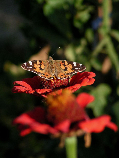 na motylach się nie znam ale kwiatek to cynia #kwiaty #motyle