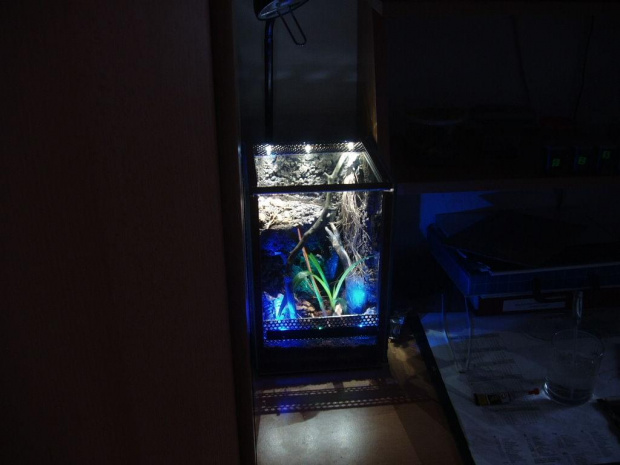 Terrarium P.Cambridgei