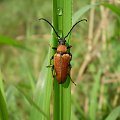 1b. Zmorsznik czerwony - Stictoleptura rubra ; samica . Data : 11.08.2007. Miejsce : łąka obok lasu . Miejscowość : Piaski Wielkopolskie .