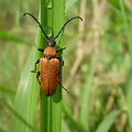 1. Zmorsznik czerwony - Stictoleptura rubra ; samica . Data : 11.08.2007. Miejsce : łąka obok lasu . Miejscowość : Piaski Wielkopolskie .