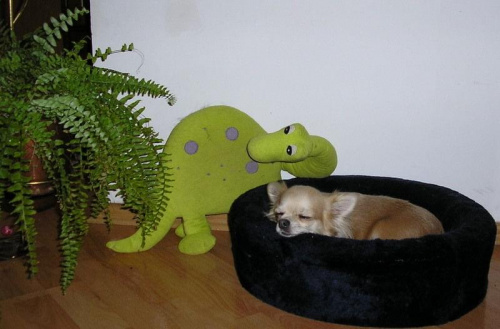 Bibi i jej przyjaciel Dino