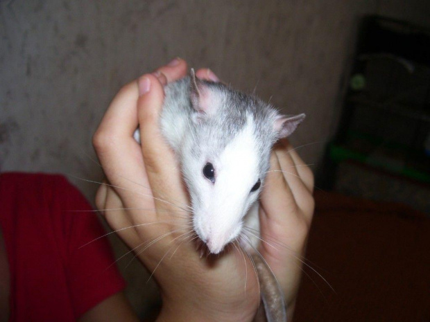 Srebrna Missy