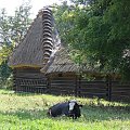 #Lublin #skansen #MuzeumWsiLubelskiej #ŚwiętoChleba #tradycja #historia #region #obyczaj #kultura #sławinek #natura #zieleń #ludowo #chleb #święto #ludzie #niedziela #plener