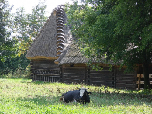 #Lublin #skansen #MuzeumWsiLubelskiej #ŚwiętoChleba #tradycja #historia #region #obyczaj #kultura #sławinek #natura #zieleń #ludowo #chleb #święto #ludzie #niedziela #plener