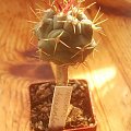 Thelocactus hexaedrophorus