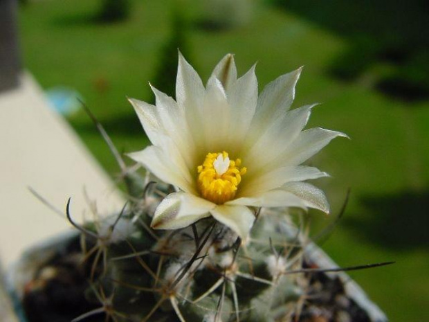 Turbinicarpus sp.