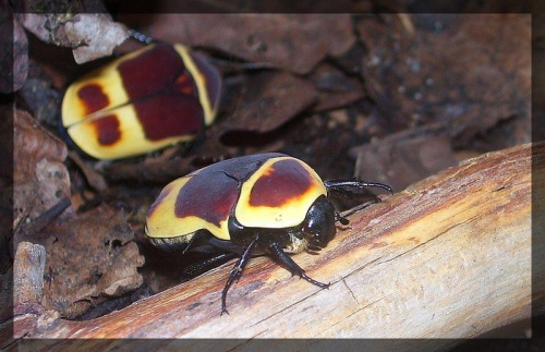 Pachnoda marginata peregrina