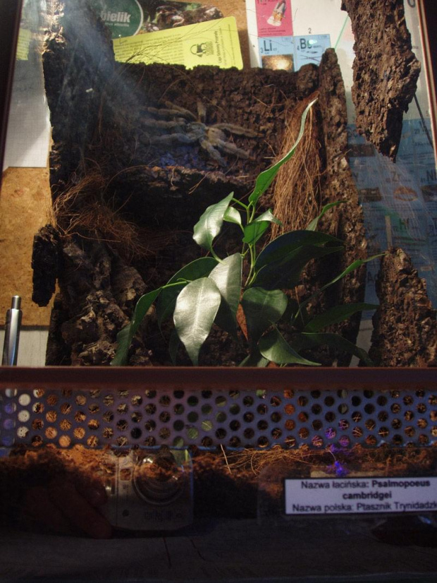 Bercikowe terr p.cambri