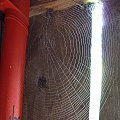 pajęczyna w stodole #wieś #łąka #przyroda #natura