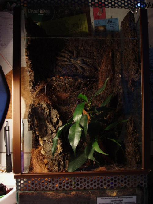 Bercikowe terr p.cambri