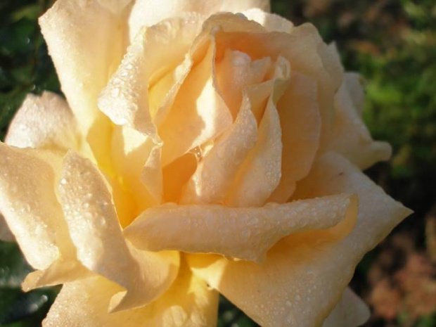 róża #KwiatyOgród