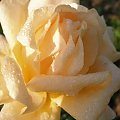 róża #KwiatyOgród