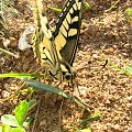 motyl #motyl #ładny #natura #przyroda #makro