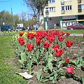 róze na dziedzińcu katedry