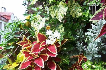 Kompozycje z kolorowych liści #Koleusy