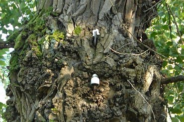 Drzewo elektryczne ?:) #drzewo #słup #elektryczność