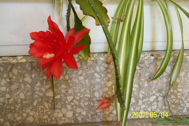 Czy to na pewno kaktus? #dom #kwiaty #kaktus #hobby