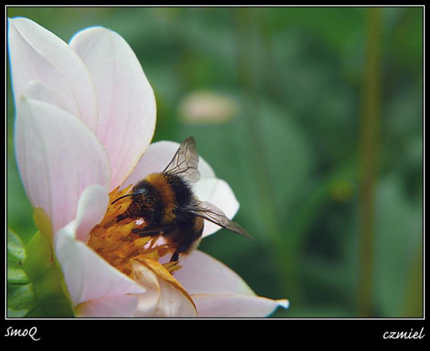 #makro #natura #zwierzęta