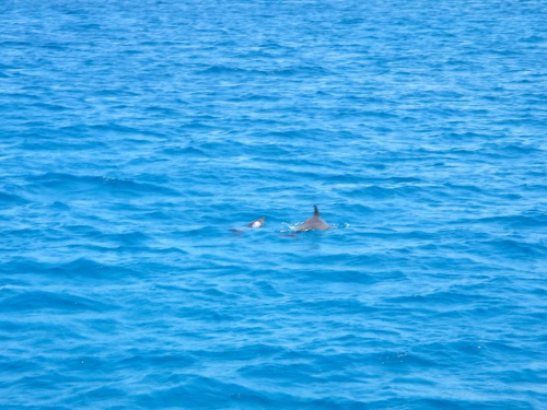 Delfiny w drodze na Giftun.