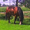 Berta #konie #zwierzęta #przyroda