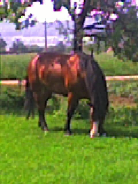Berta #konie #zwierzęta #przyroda