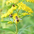 #natura #owady #przyroda #zwierzaki #zwierzęta #makro #pszczoła