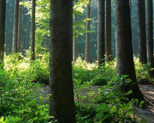 #natura #ZachódSłońca #chmury #widoki #rośliny