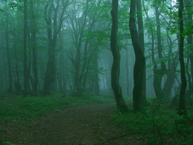 Buki (Beskid Sądecki)