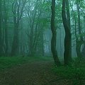 Buki (Beskid Sądecki)