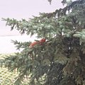 precyzyjny przeskok na drzewko obok !! #MałaRudaWiewióra