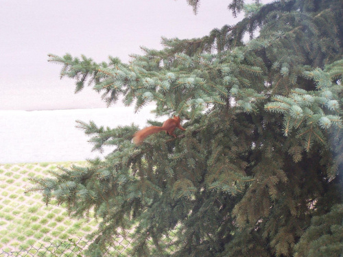 precyzyjny przeskok na drzewko obok !! #MałaRudaWiewióra