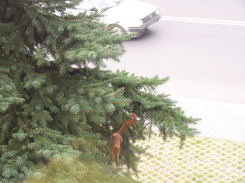 skoki z tego samego drzewa na którym mieszkała rodznka gołębi. #MałaRudaWiewióra