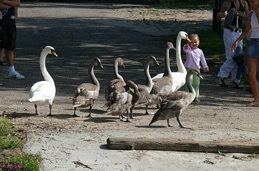 Wierzba #JezioroBełdany #PromBełdany #Wierzba #Mazury