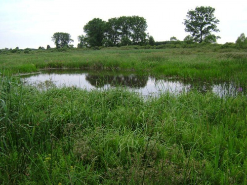 Park Biebrzański Lipiec 2oo7