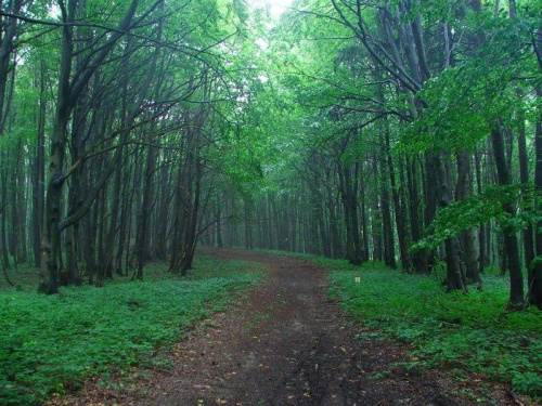 Beskid Niski