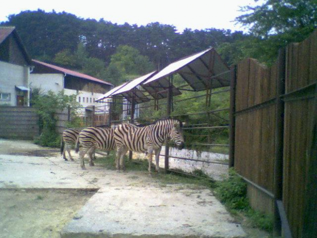 Zebry - terrarium - Słowacja