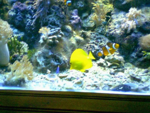 Żółta rybka - terrarium na Słowacji :)