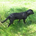 Ostatni dzień wakacji #LabradorPiesMarley