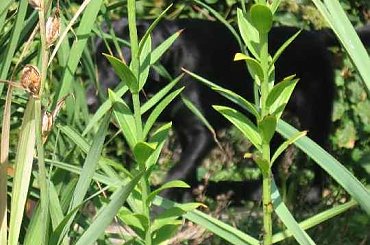 Ostatni dzień wakacji #LabradorPiesMarley