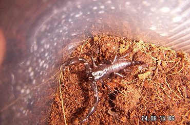 Heterometrus sp. Java L2 #skorpiony #pajęczaki #heterometrus #Java