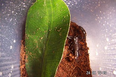 Heterometrus sp. Java L2 #skorpiony #pajęczaki #heterometrus #Java