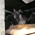 Rodzinka w komplecie mamcia, czarna kicia, bura kicia i w tyle rodzynek - kocur