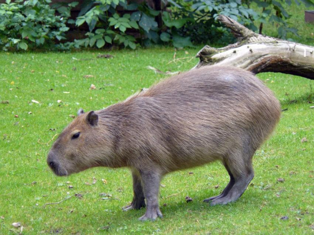 #kapibara #zoo