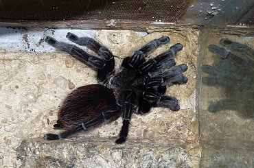 . #ptasznik #pająk #vagans