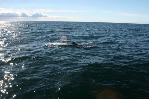 wieloryb islandia