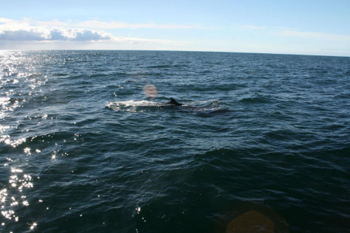 wieloryb islandia